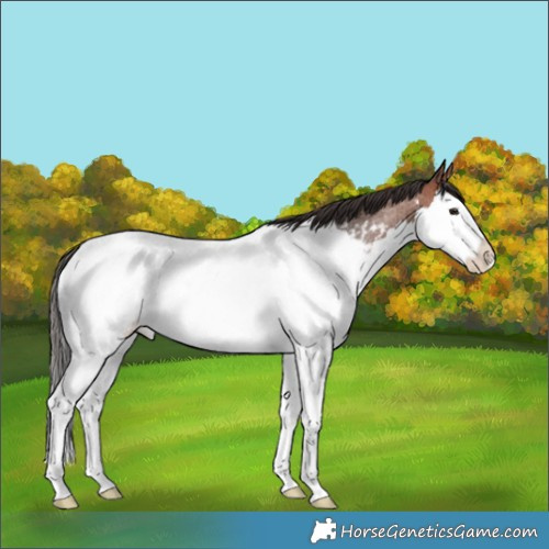 Horse Color:Bay Roan Splash Appaloosa 