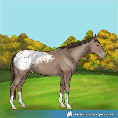 Horse Color:Classic Champagne Appaloosa 