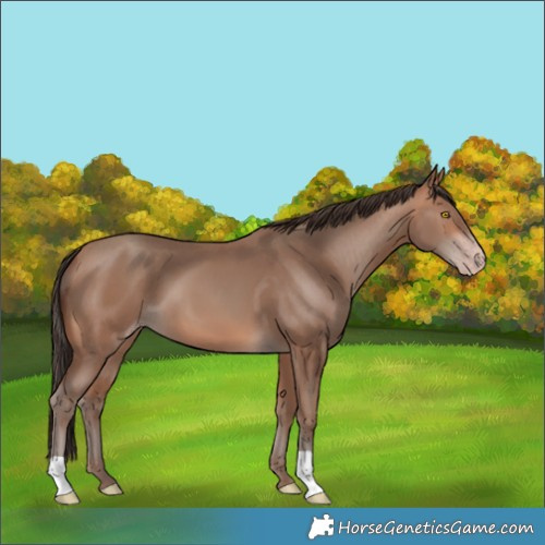 Horse Color:Sable Champagne 