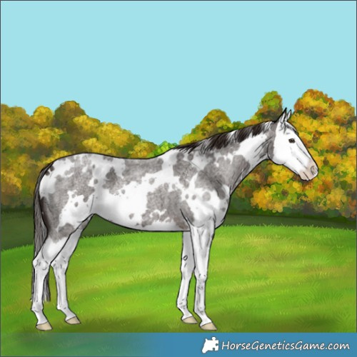 Horse Color:White Spotted Liver Red Roan Splash Appaloosa 