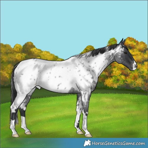 Horse Color:White Spotted Blue Roan Appaloosa 