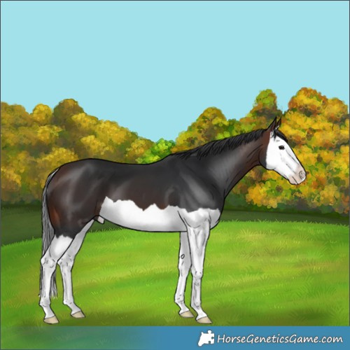 Horse Color:Brown Splash