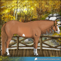 Horse Color:Chestnut Splash Frame