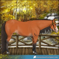 Horse Color:Bay Splash Frame 