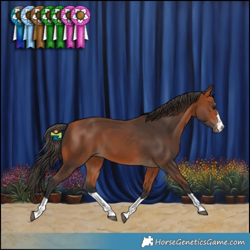 Horse Color:Bay 
