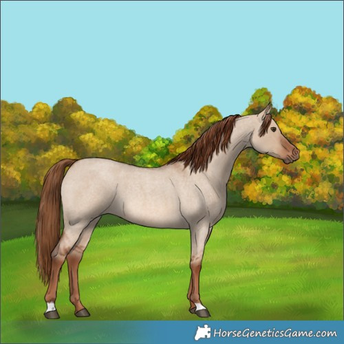 Horse Color:Red Dun Roan