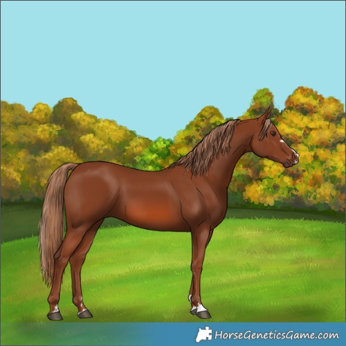 Horse Color:Chestnut 