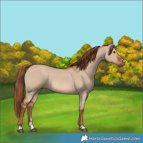 Horse Color:Red Dun 