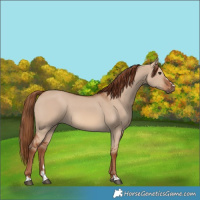 Horse Color:Red Dun