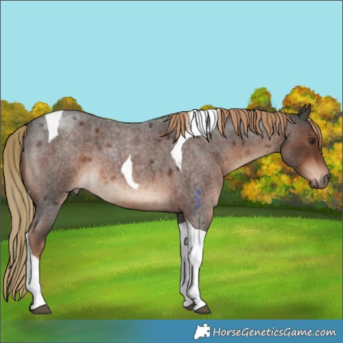 Horse Color:Liver Red Roan Tobiano 