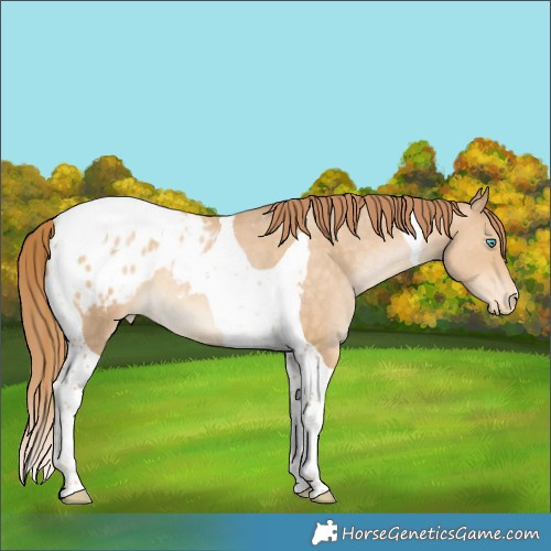 Horse Color:Brown Snowdrop Pearl Tobiano Appaloosa 