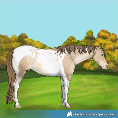 Horse Color:Buckskin Snowdrop Tobiano Appaloosa 