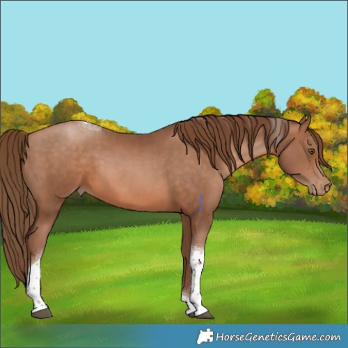 Horse Color:Brown Pearl Tobiano 