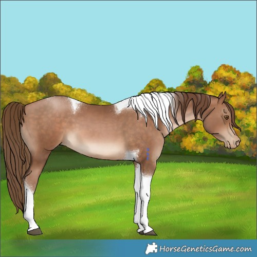 Horse Color:Brown Pearl Tobiano 