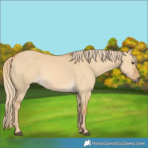 Horse Color:Unknown 
