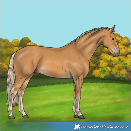 Horse Color:Palomino
