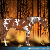 Horse Color:White Spotted Chestnut 