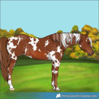 Horse Color:White Spotted Chestnut