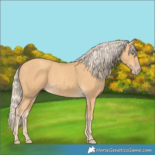Horse Color:Gold Cream Champagne