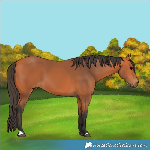 Horse Color:Bay 