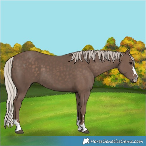 Horse Color:Silver Black