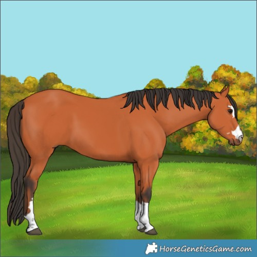 Horse Color:Bay 