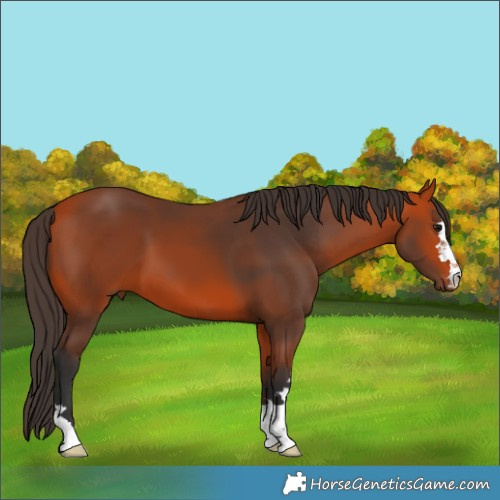 Horse Color:Bay 