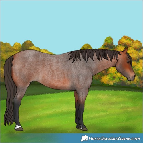 Horse Color:Bay Roan 
