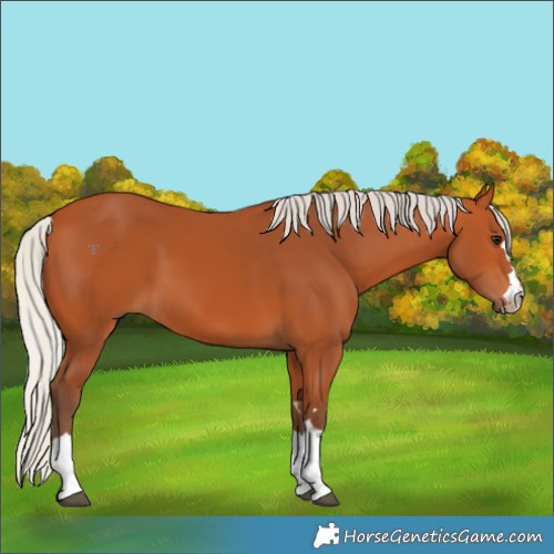 Horse Color:Silver Bay 
