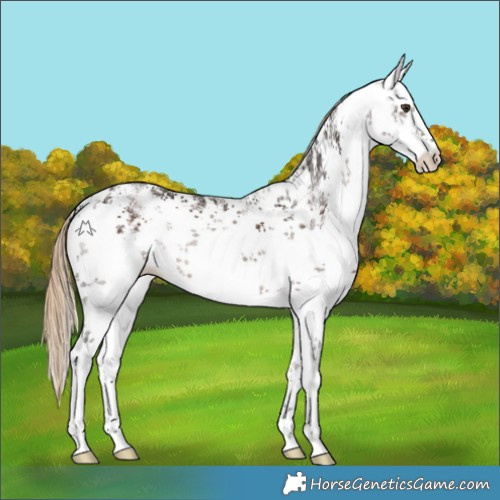 Horse Color:White Spotted Liver Chestnut Sabino Rabicano