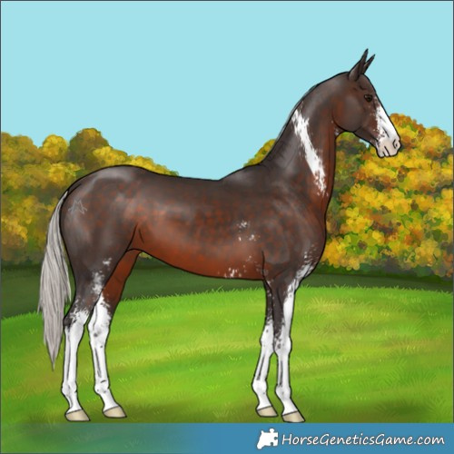 Horse Color:Silver Brown Sabino