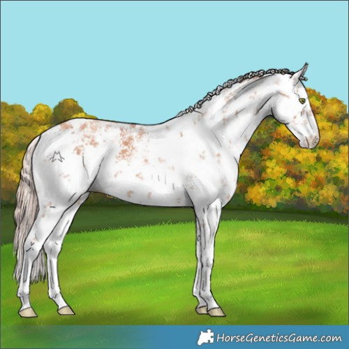 Horse Color:White Spotted Gold Champagne Sabino