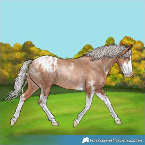 Horse Color:Silver Sable Champagne Sabino Appaloosa Rabicano 