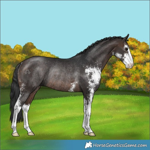 Horse Color:Brown Sabino Rabicano