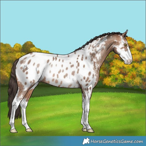 Horse Color:Sable Champagne Sabino Appaloosa Rabicano 