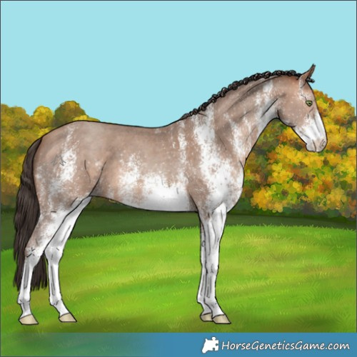 Horse Color:White Spotted Amber Champagne 