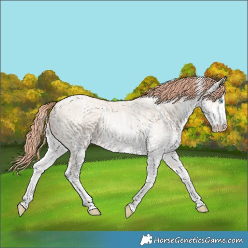 Horse Color:White Spotted Sable Cream Champagne Pearl 