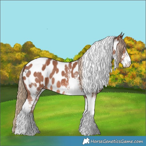 Horse Color:White Spotted Chestnut Tobiano Appaloosa Rabicano 