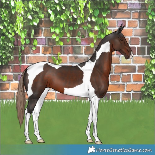 Horse Color:Liver Chestnut Tobiano 