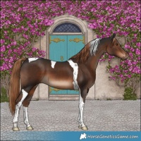 Horse Color:Liver Chestnut Tobiano 
