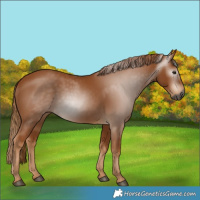 Horse Color:Gray Chestnut