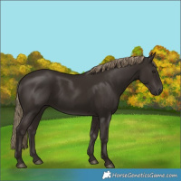 Horse Color:Liver Chestnut Rabicano 