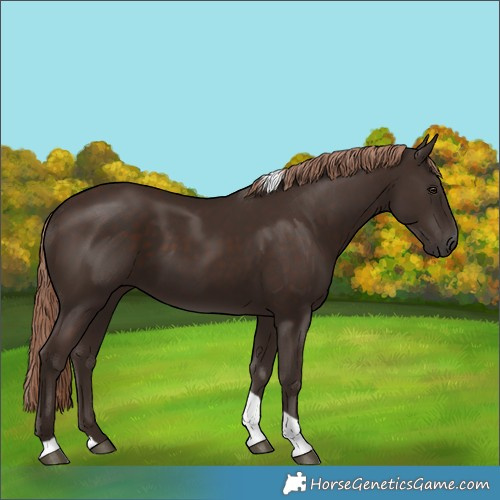 Horse Color:Liver Chestnut Tobiano 