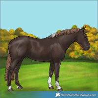 Horse Color:Liver Chestnut Tobiano