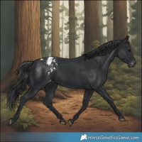 Horse Color:Black Appaloosa 