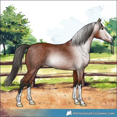 Horse Color:Gray Bay
