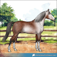 Horse Color:Gray Bay
