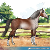 Horse Color:Gray Bay 