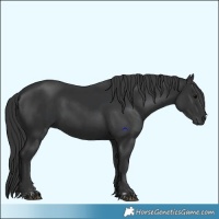 Horse Color:Black  and Black 