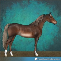 Horse Color:Liver Chestnut Rabicano 